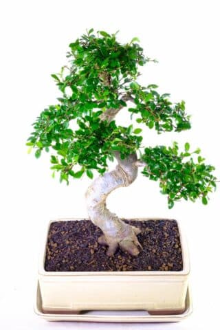 Extremely impressive bonsai with sensational trunk design