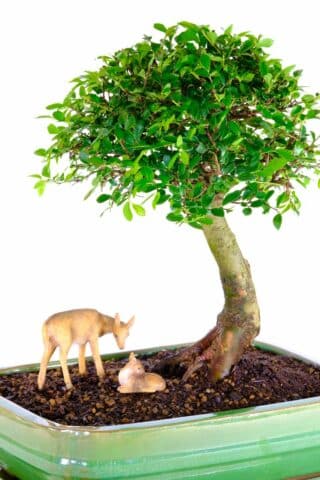 "Adorable scene: Baby deer resting under the evergreen bonsai"
