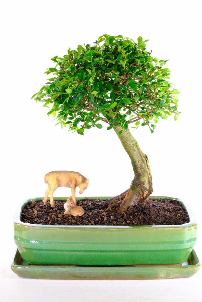 "Beautiful scene with deer and baby beneath the branches of the bonsai"