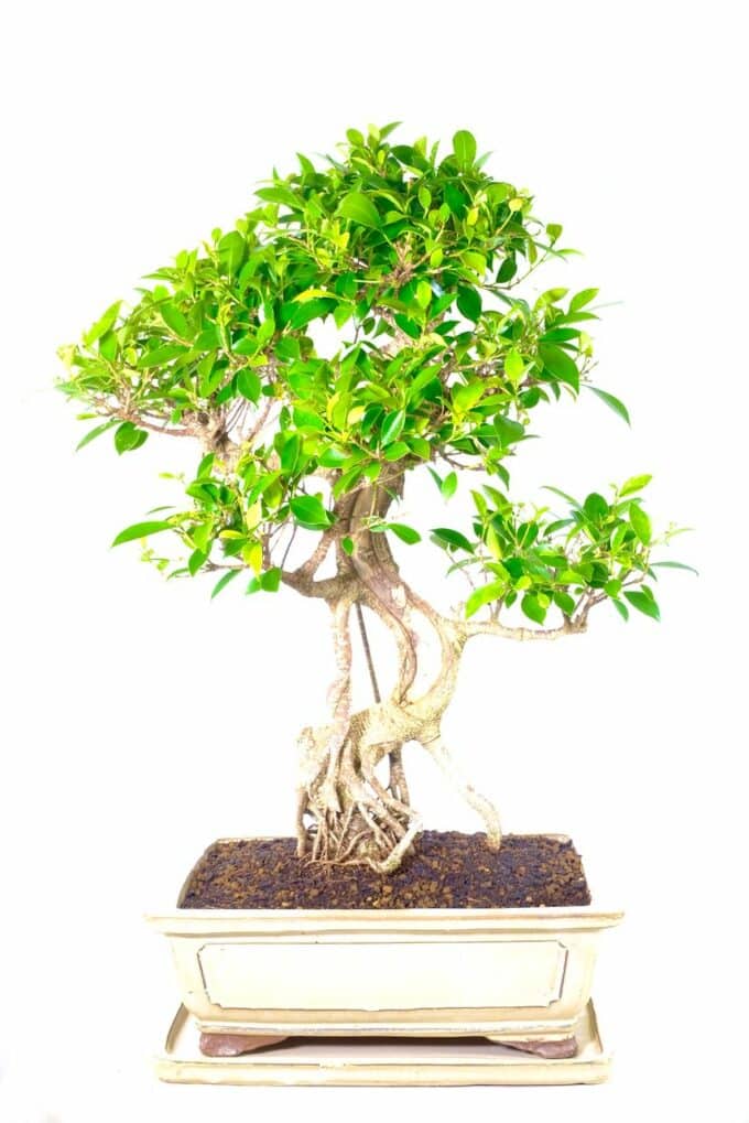 28-Year-Old Indoor Ficus Bonsai with Massive Stature