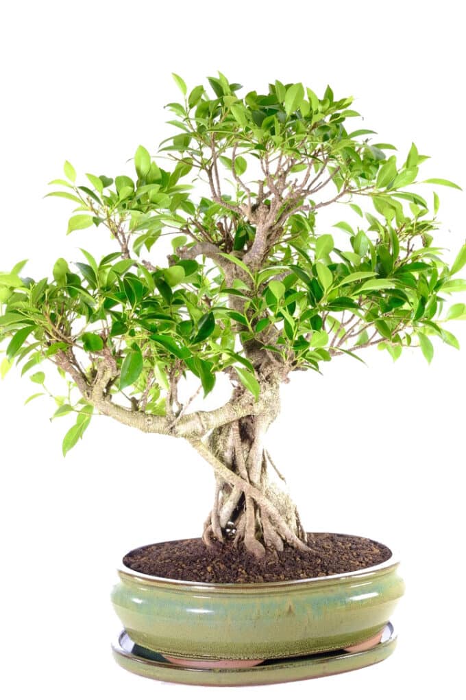 The most spectacular Ficus retusa indoor bonsai - 30 years