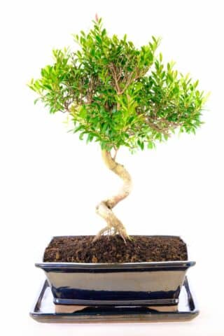 Twisty Trunk and Vibrant Foliage - Admire the Intricate Artistry of the 16-Year-Old Roseapple Myrtle Bonsai