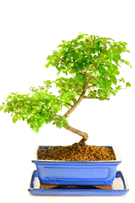 Stunning Premium Range indoor Chinese Sweet Plum bonsai tree
