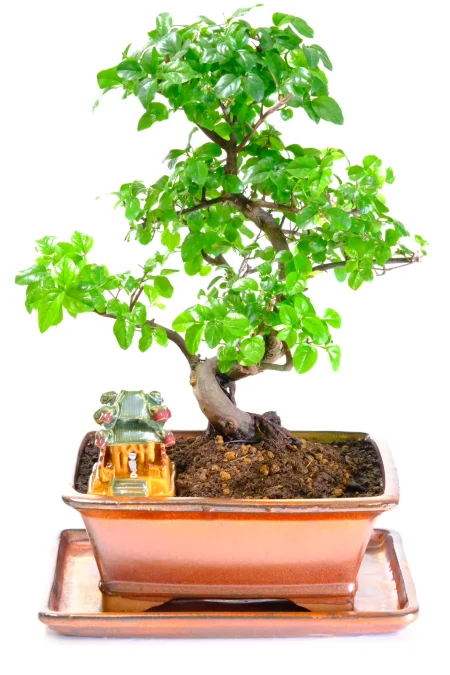 Spectacular fruiting indoor bonsai tree for sale UK