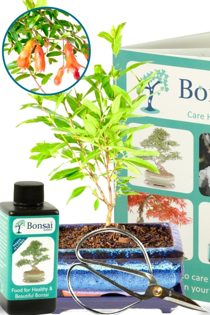 Mini Pomegranate Starter Bonsai Kit for Beginners