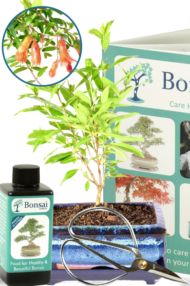 Pomegranate flowering bonsai tree starter kit