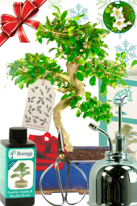Introducing Our Exclusive Christmas Plant Gift Set - Perfect for Beginners!