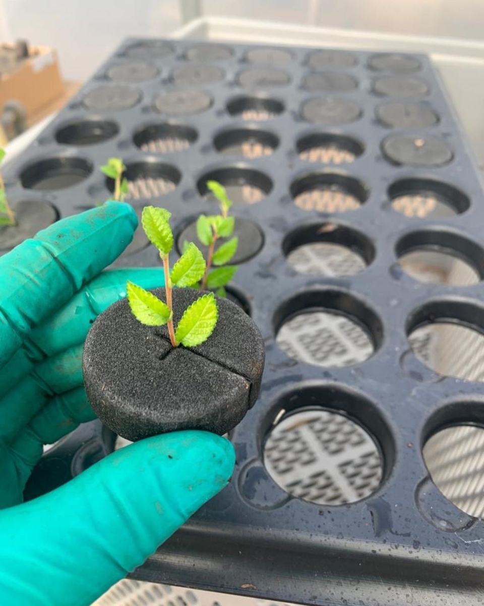 Bonsai tree cuttings - How to grow your own bonsai tree