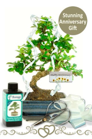 Capturing Love's Growth: The Anniversary Plant Gift—an elegant blend of nature's charm and heartfelt celebrations