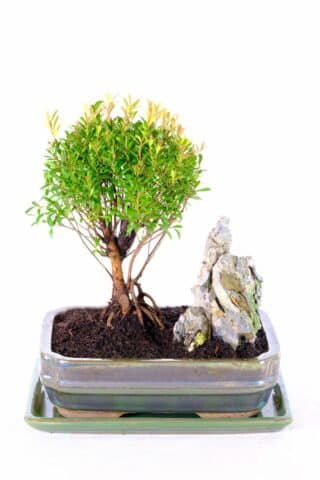 Fruiting Bonsai - Myrtle with Rock ornament