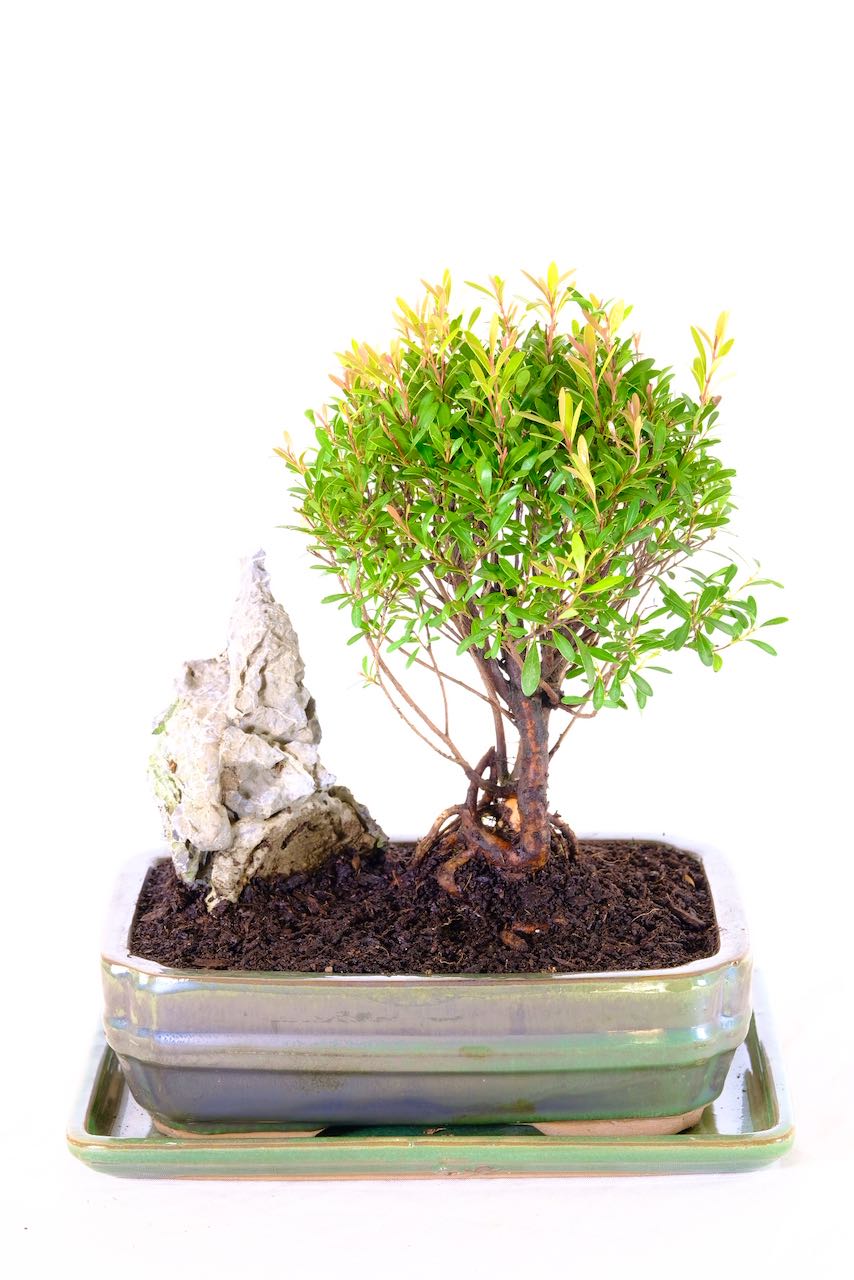 Metallic green ceramic pot with matching tray