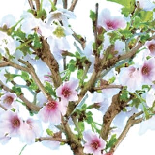 Flowers of the Japanese Cherry blossom bonsai tree