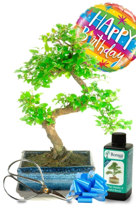Happy Birthday fruiting bonsai kit - Chinese Sweet Plum