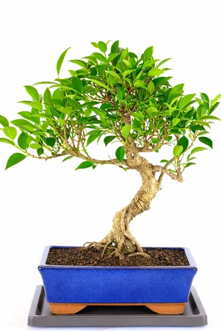Large Ficus Bonsai Tree (16 Years Old)