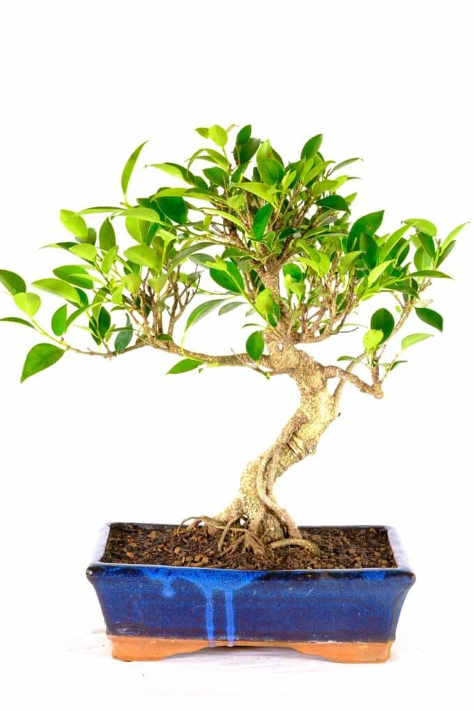Large Ficus retusa bonsai tree for sale