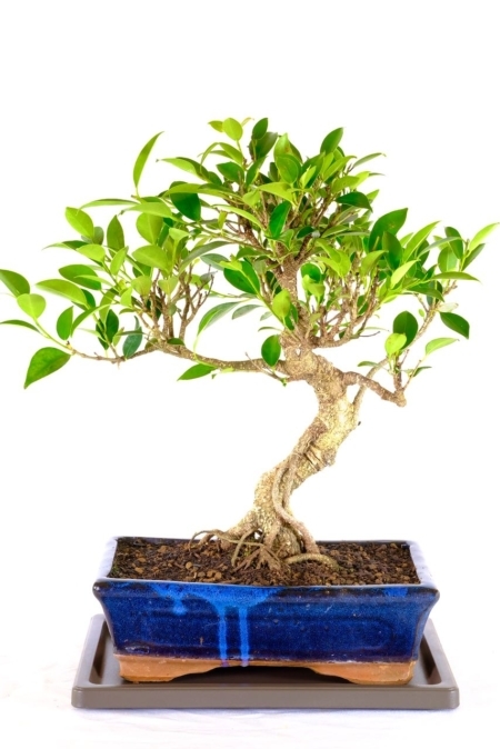 Large Ficus retusa bonsai tree for sale