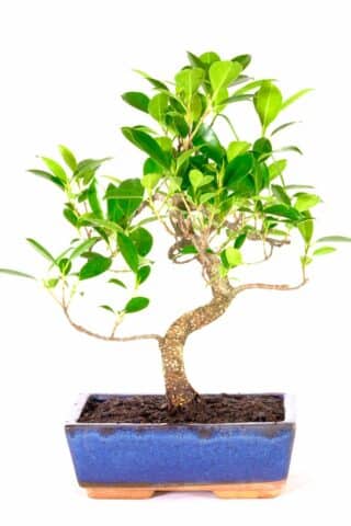 Ficus beginners bonsai