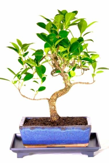 Ficus beginners bonsai with dark drip tray