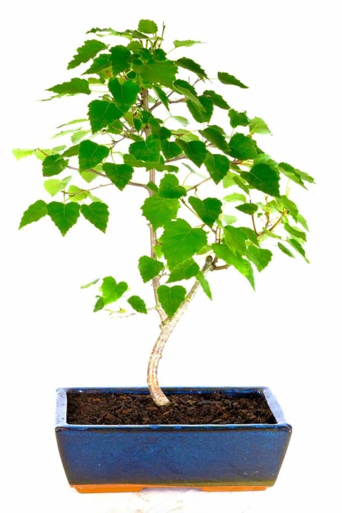 Living masterpiece: Silver Birch bonsai for sale with graceful trunk and vibrant leaves