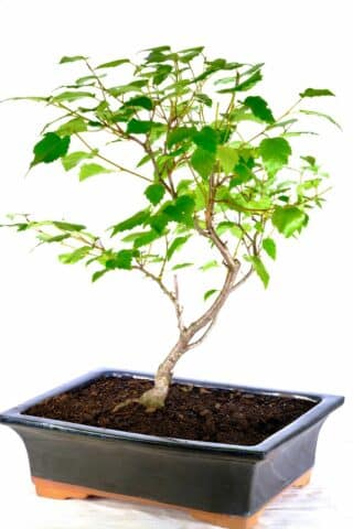 Symbolic significance of renewal embodied by the Silver Birch bonsai