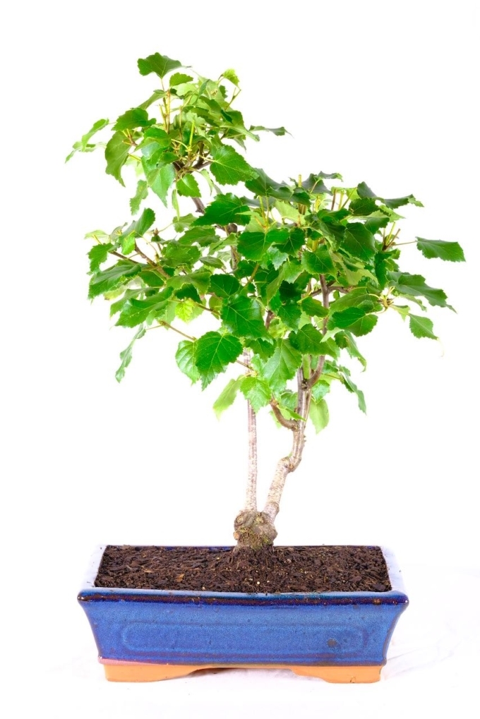 Our Range of Outdoor Bonsai Trees for Sale from Bonsai Direct