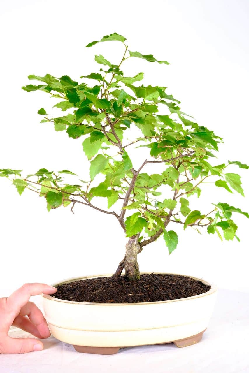 Silver Birch Bonsai Tree A Symbol of Growth and Elegance