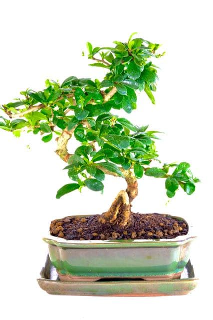Rooted in Tradition: The Fukien Tea Tree Bonsai's Unique Appeal