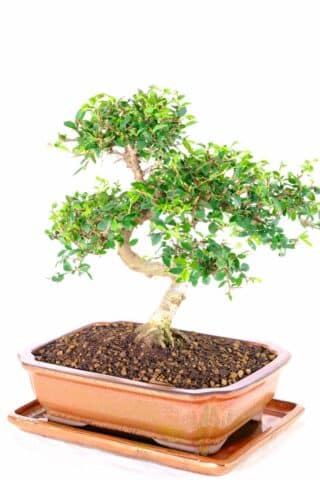 Spectacular Chinese Elm Bonsai: Delightful Character & Excellent Branch Placement