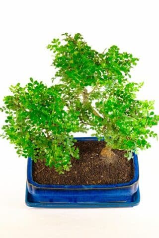 Mature Father and Son bonsai tree composition