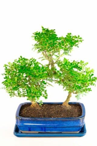 Sublime father and Son Indoor Bonsai tree for sale