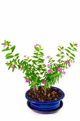 Nature's Artistry: Captivating Cuphea Bonsai with Beautiful Purple Blossoms