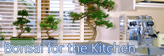 ginster bonsai Ginseng Ficus Bonsai Tree – Newcountrybonsai main image 0