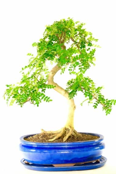 Absolutely phenomenal Pepper bonsai | Specimen Zanthoxylum bonsai tree for sale