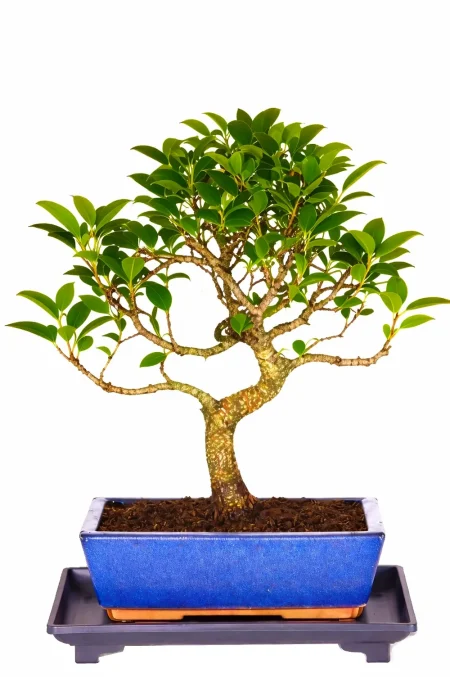 Ficus Bonsai Tree for Beginners – Elegant Indoor Bonsai