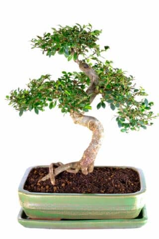 Elegance in Nature: The Captivating Chinese Elm Bonsai