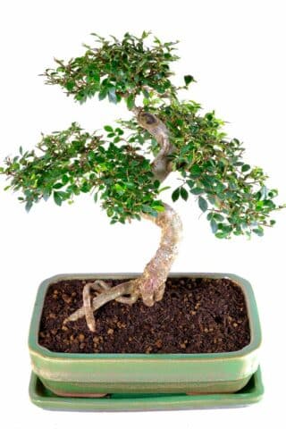 A Living Masterpiece: The Graceful 17-Year-Old Bonsai