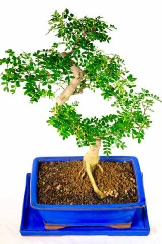Aromatic pepper bonsai - royal blue pot