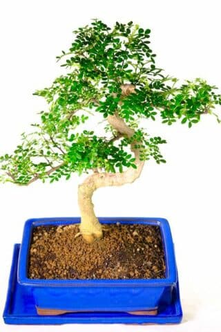 Zanthoxylum bonsai from our unique premium range of bonsai
