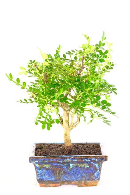 Experience the captivating allure of the Fragrant Aromatic Pepper bonsai, where every prune releases a refreshing zest into your space