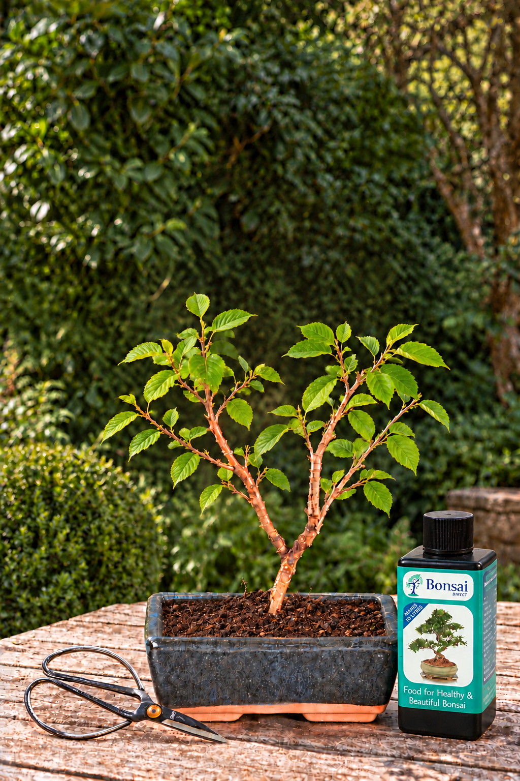 A Charming Cherry Blossom Bonsai Tree for Beginners shown in leaf in summer