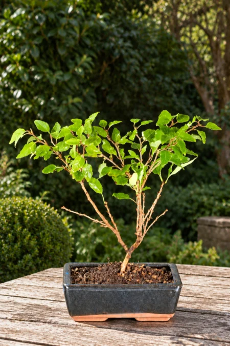Mini Flowering Cherry Blossom Bonsai Tree