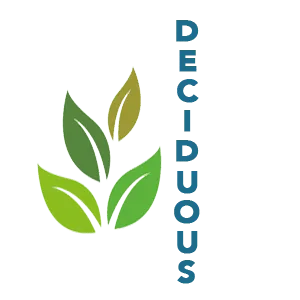 Deciduous Bonsai Tree for Sale