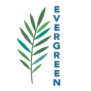 Evergreen Bonsai Tree for Sale