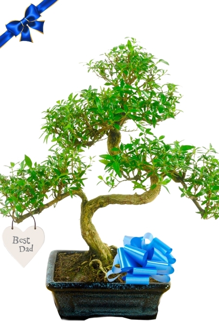 Father's Day Twisty-style Tree of Thousand Stars bonsai for sale UK