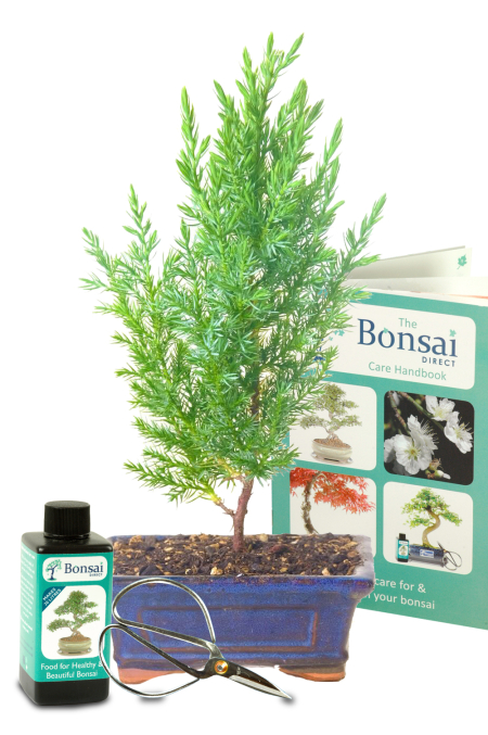 Mini Chinese juniper Starter bonsai tree kit for sale