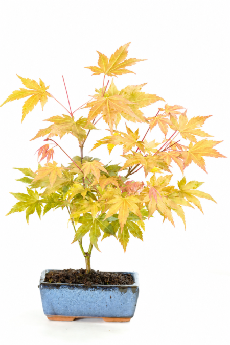 Katsura Starter Bonsai Tree | Acer palmatum ‘Katsura’