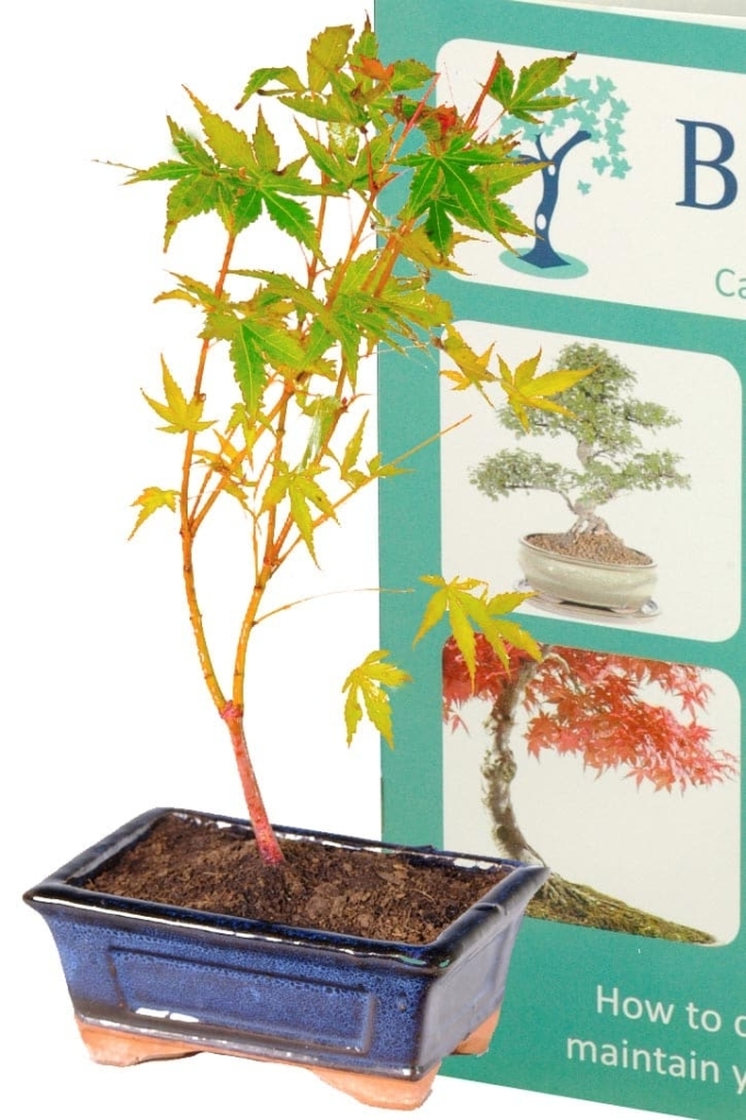 Starter Japanese Maple Katsura Bonsai (Acer palmatum Katsura)