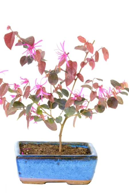 Purple leaved blush tree - Loropetalum starter bonsai tree