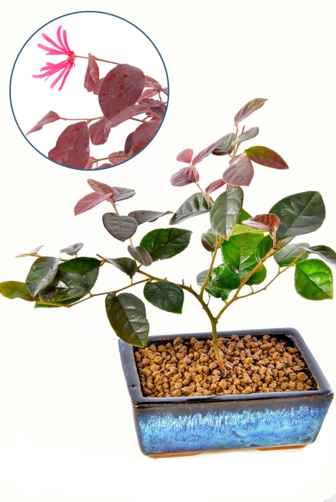 Chinese blush tree starter bonsai with hot pink flowers
