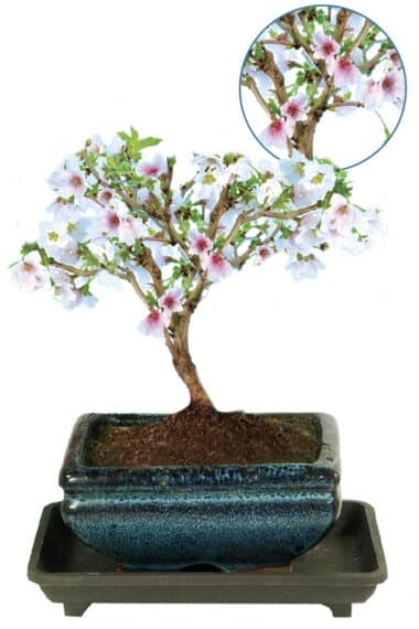 Medium Cherry Bonsai tree for sale